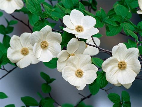 Flower Homes: Pacific Dogwood Flowers