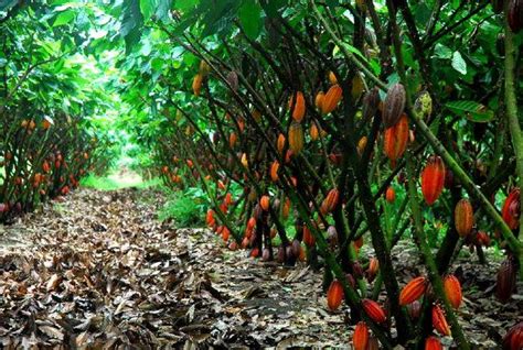 Fruit Bearing Trees, Fruit Trees, Chocolate Tree, Agribusiness, Cacao ...