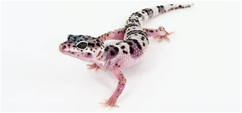 Best 50 Leopard Gecko Morphs Color List And Pictures