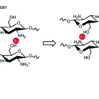 Schematic Representation Of The Interaction Between The AuNPs Chitosan