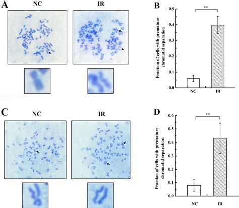 Radiation Induces Premature Chromatid Separation In O And A