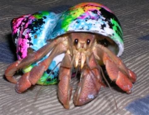 Can You Paint A Hermit Crab Shell A Guide To Safely Decorating Your