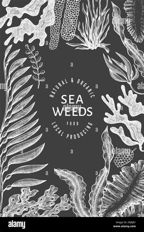 Seaweed Design Template Hand Drawn Vector Seaweeds Illustration On