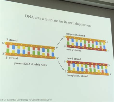 Dna Flashcards Quizlet