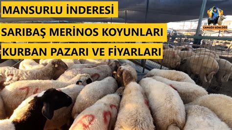 Hayvan Pazar Adana Kurbanl K Fiyatlar Kurban Pazar Adana