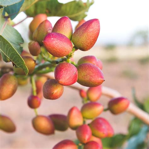 Kerman Pistachio Tree Stark Bros