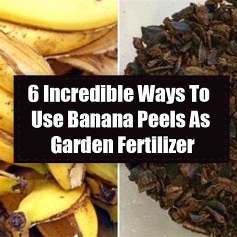 6 Incredible Ways To Use Banana Peels As Garden Fertilizer