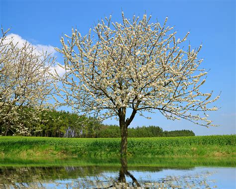 Fotos Natur Frühling Flusse Blühende Bäume