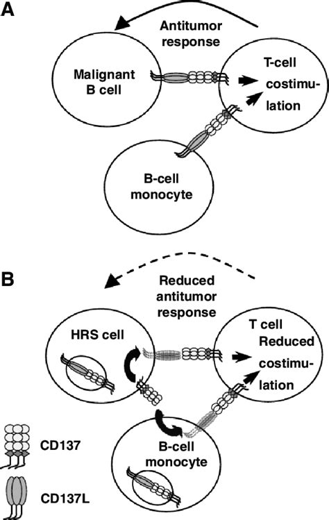 Schematic Representation Of The Mechanism Of Cd Mediated Immune