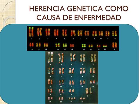 PPT HERENCIA Y GENETICA COMO ENFERMEDAD AGENTES FISICOS MECANICOS Y