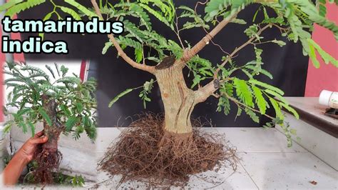 Repotting Tamarindus Indica Bonsai From Air Layering Bonsai Asem Jawa Dari Hasil Cangkok