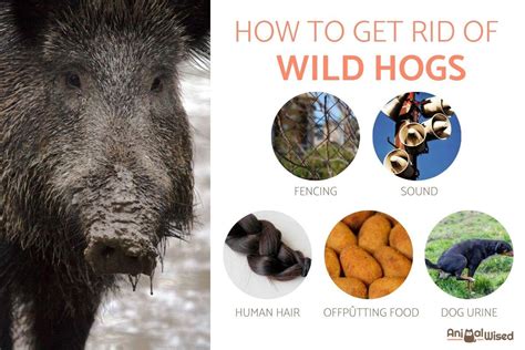 How to Get Rid of Wild Hogs - Driving Away Wild Boars and Pigs