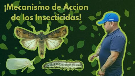 Como Son Mecanismos De Accion De Los Insecticidas Introducion A Los