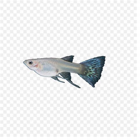 Guppy Tail Blue Fish Red PNG 851x851px Guppy Aquarium Black Blue