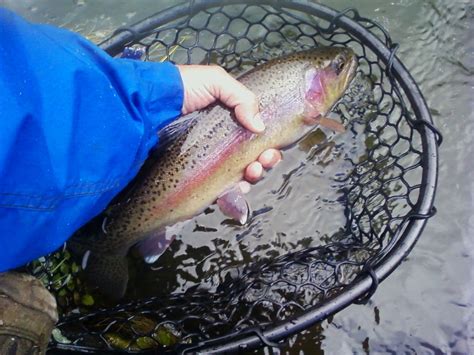 Ford Pinchot National Forest Fishing