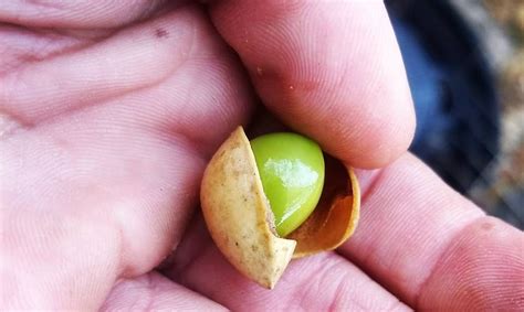 Spotlight On Ginkgo Pretty Edible And Historic Philadelphia Orchard Project