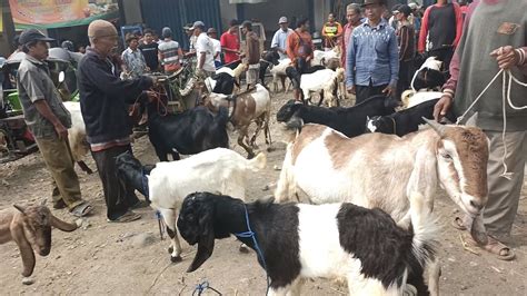 KAMBING SUPERAN HARGA MURAH Pasar Argopeni Kebumen Jawa Tengah YouTube