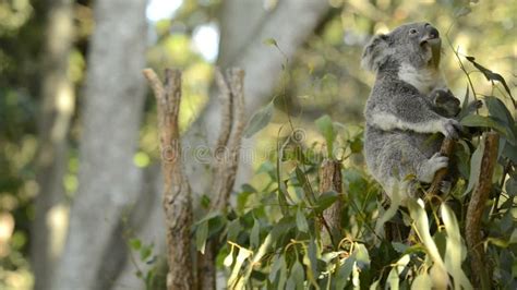 Cute Australian Mother Koala With Her Joey Stock Footage Video Of