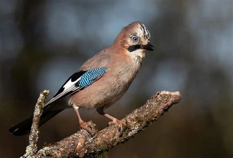 Le Geai des chênes est il un oiseau nuisible