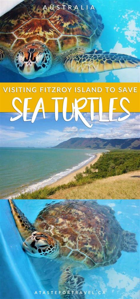 Saving Sea Turtles At Fitzroy Island Australia Australia Travel