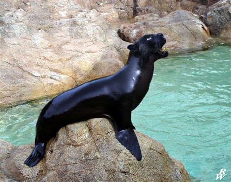 sea leopard fantasy creature