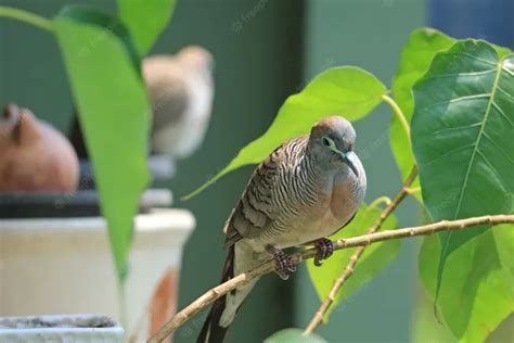 Khasiat Kunyit Bisa Bikin Burung Perkutut Gacor Lho Simak Dosis Dan