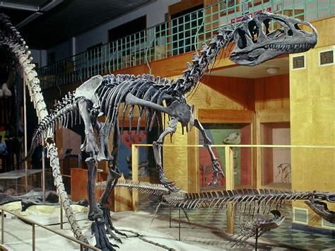 A Remarkably Preserved Allosaurus Jimmadseni Named ‘big Al R