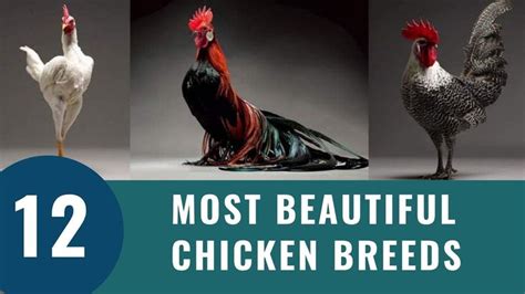 Top 12 Most Beautiful Chicken Breeds 2023