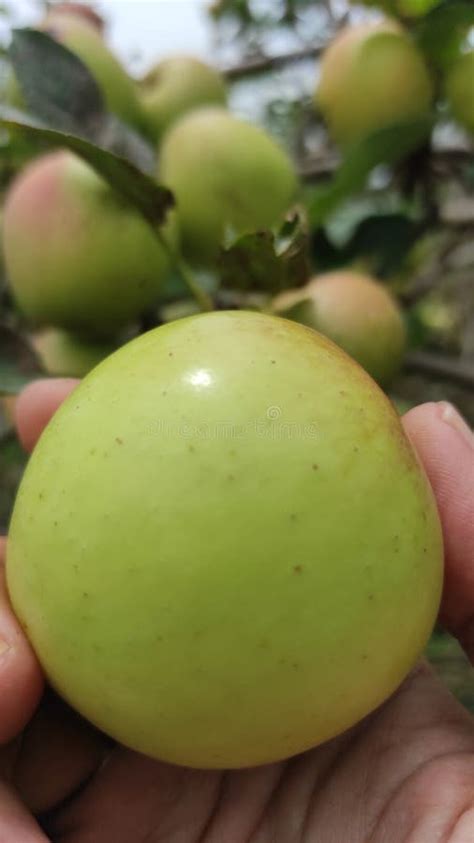 Malang Apple Stock Image Image Of Tree Plant Fruit