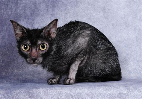 How Much Does It Cost to Own a Lykoi? 2024 Price Guide - Catster