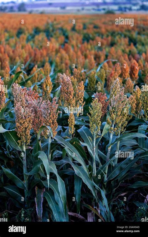 Field Of Sorghum Ready For Harvesting Darling Downs Queensland Stock