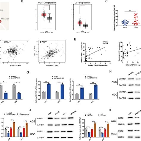 TSPAN31 regulates the migration of GC cells. (A and B) The longitudinal ... 