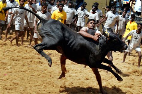 The Surprising Urban Backlash Against the Jallikattu Ban | Madras Courier