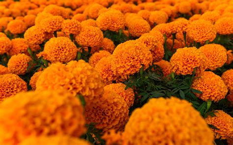 Qu Significa La Flor De Cempas Chil En El Altar De D A De Muertos