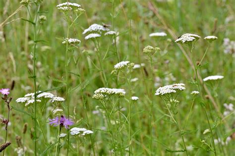 Gewöhnliche Wiesen Schafgarbe Naturgartenglück