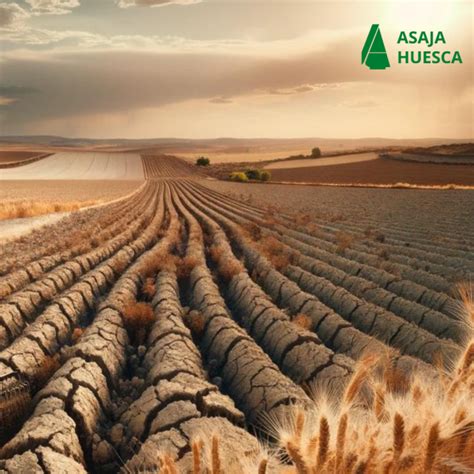 Ayudas Extraordinarias Para Agricultores De Secano Arroz Y Tomate Ante