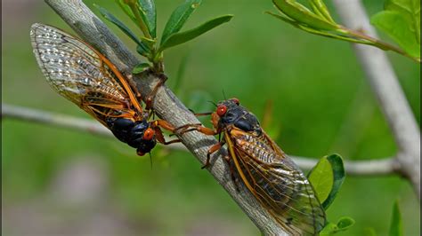 Cicada Broods Map Shows Won T Be As Historic As Some Claim