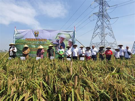 KASAD Jenderal Dudung Abdurrahman Panen Raya Padi Di Rengasdengklok