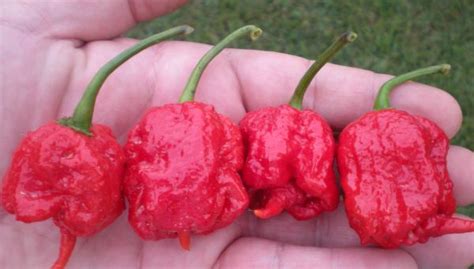 Perkenalkan Carolina Reaper Cabai Terpedas Di Dunia Okezone Lifestyle