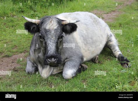 La Vaca Azul Fotografías E Imágenes De Alta Resolución Alamy