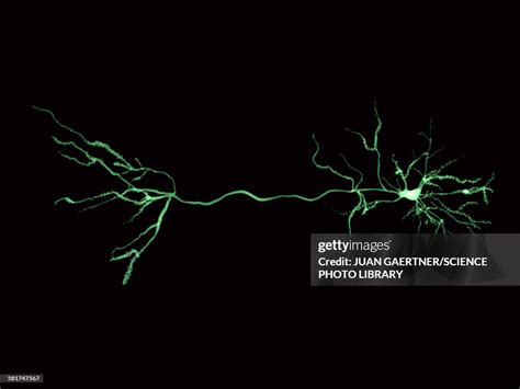 Nerve Cells And Synapse Illustration High-Res Vector Graphic - Getty Images