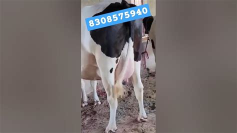 टॉप कॉलेटी गाभण गाई‌ व कालवडी खात्रीशीर खरेदी करून भेटतील घोडेगाव अहमदनगर जवळ 8308575940