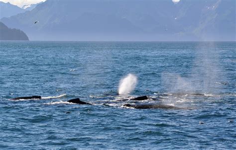 Humpback Whales - Alaska - ZooChat