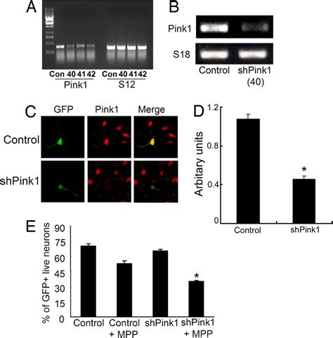 Cytoplasmic Pink Activity Protects Neurons From Dopaminergic