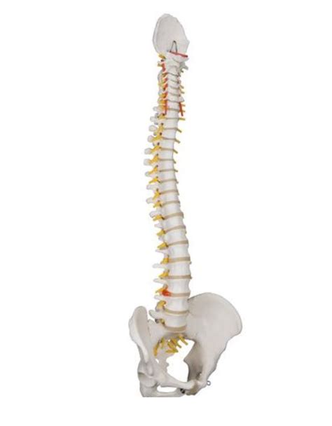 3B Scientific Classic Flexible Spine Models For Anatomy And Physiology