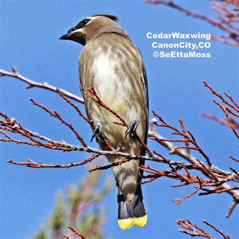 Check Out The Great Yellow Tipped Feathers On The Tail Of The Cedar