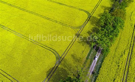 Luftbild Sachsendorf Feld Landschaft gelb blühender Raps Blüten in