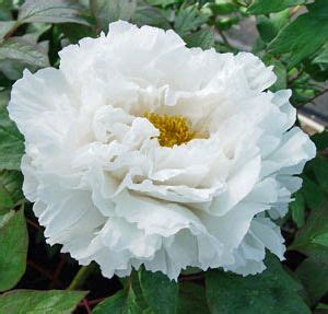 17 Best images about White Tree Peony on Pinterest | Gardens, Trees and ...