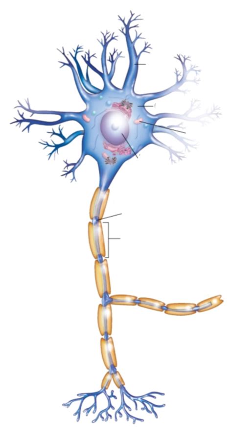 Axon Diagram | Quizlet