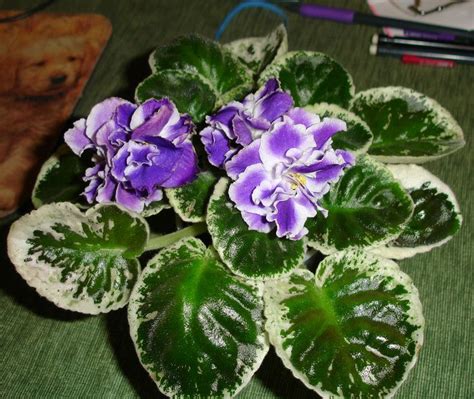 Letnie Sumerki African Violets Plants Garden